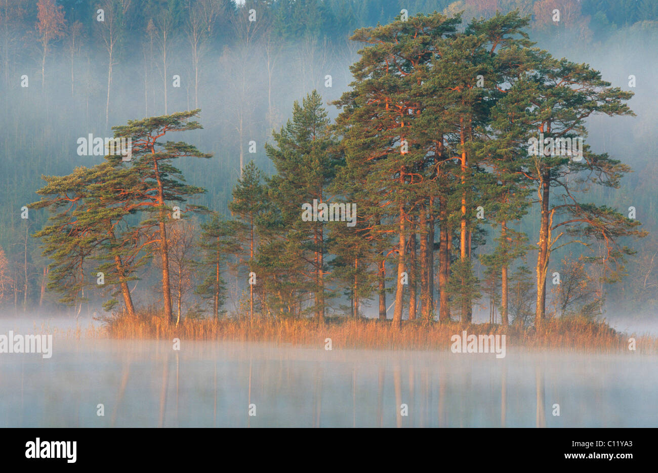 Scots Pine (Pinus sylvestris) on an island in a lake in the morning mist, South Sweden, Sweden, Scandinavia, Europe Stock Photo