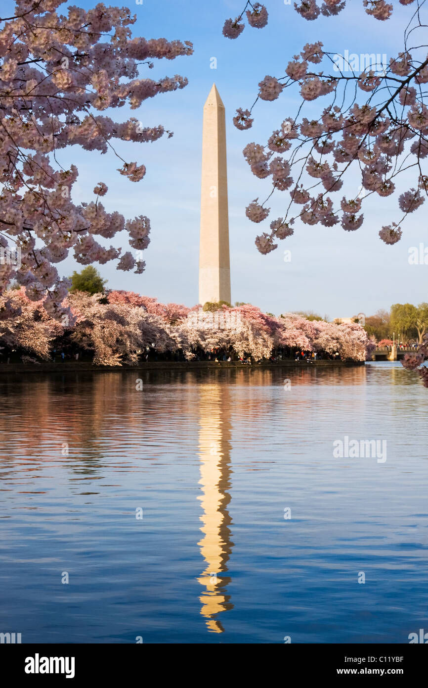 Washington Monument with cherry blossom, Washington DC Stock Photo
