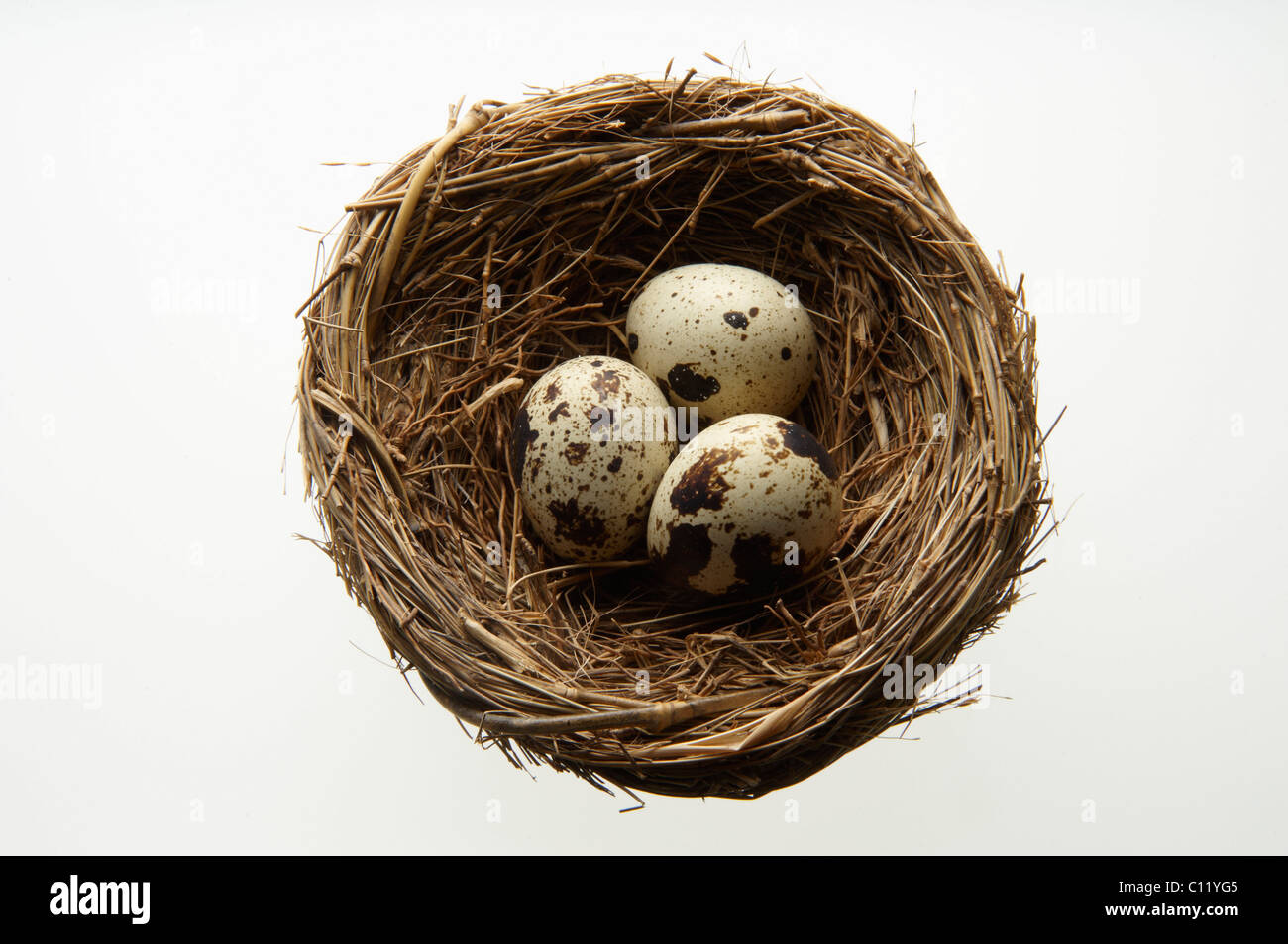 Bird's nest with eggs Stock Photo Alamy