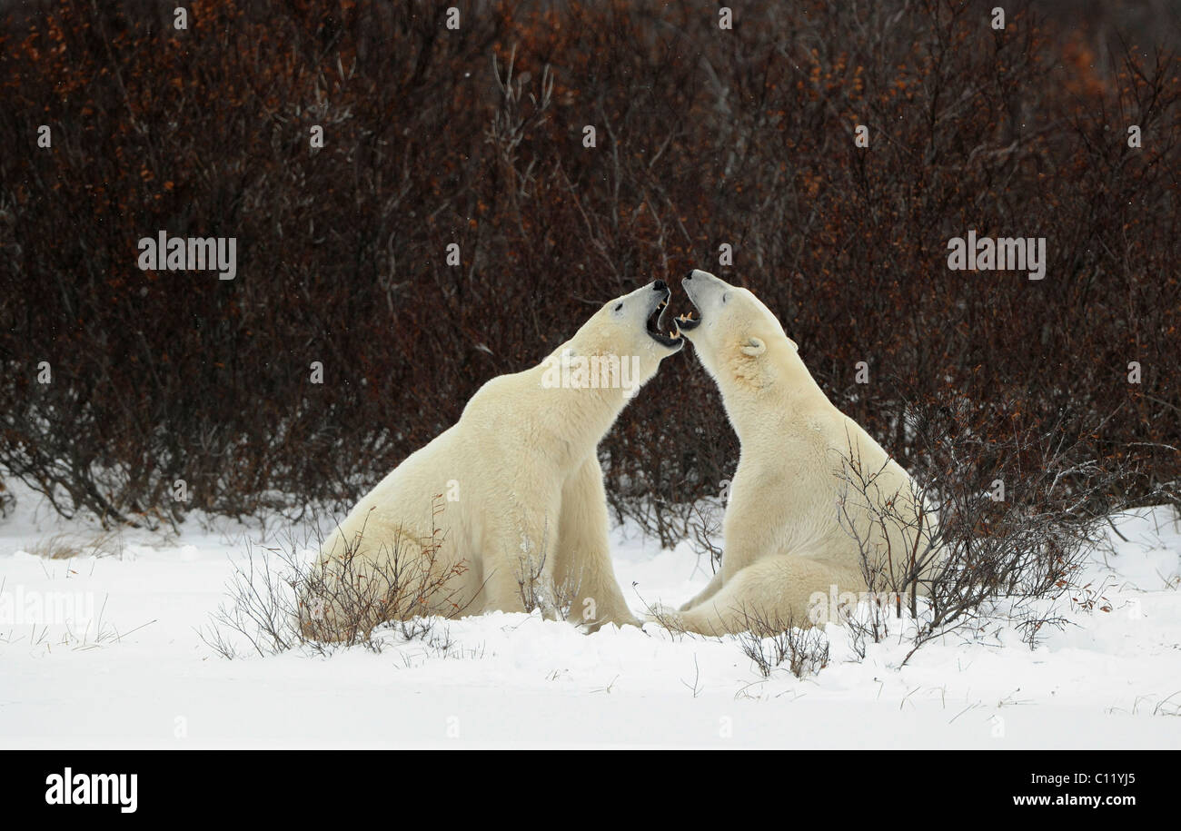 To compare the size to graze. Two polar bears are measured with each other in the sizes to graze. Stock Photo