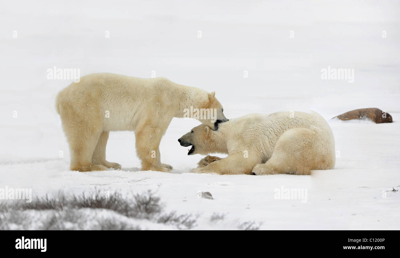 Play Fighting polar bears Stock Photo