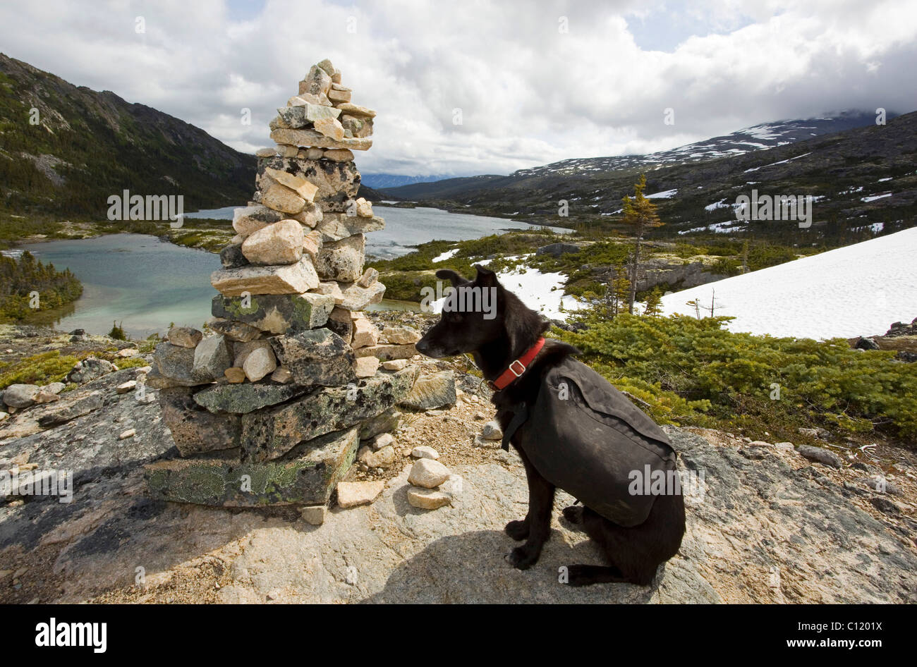 Sled dog, pack dog with pack, Alaskan Husky, resting at Inukshuk, cairn, as trail marker, Deep Lake behind, Chilkoot Trail Stock Photo
