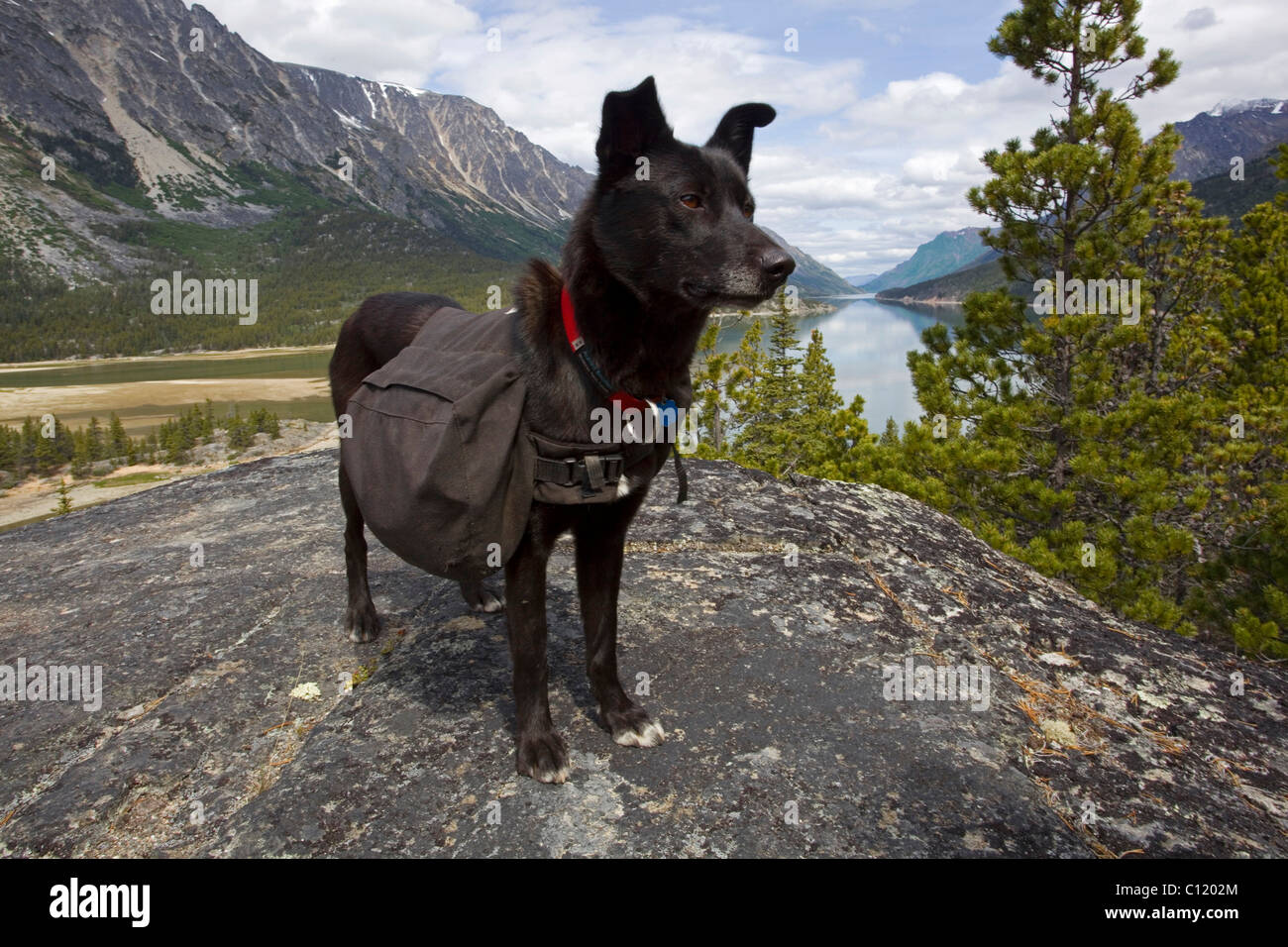 Sled dog, pack dog with pack, Lake Bennett behind, Chilkoot Trail, Chilkoot Pass, Yukon Territory, British Columbia, B. C. Stock Photo