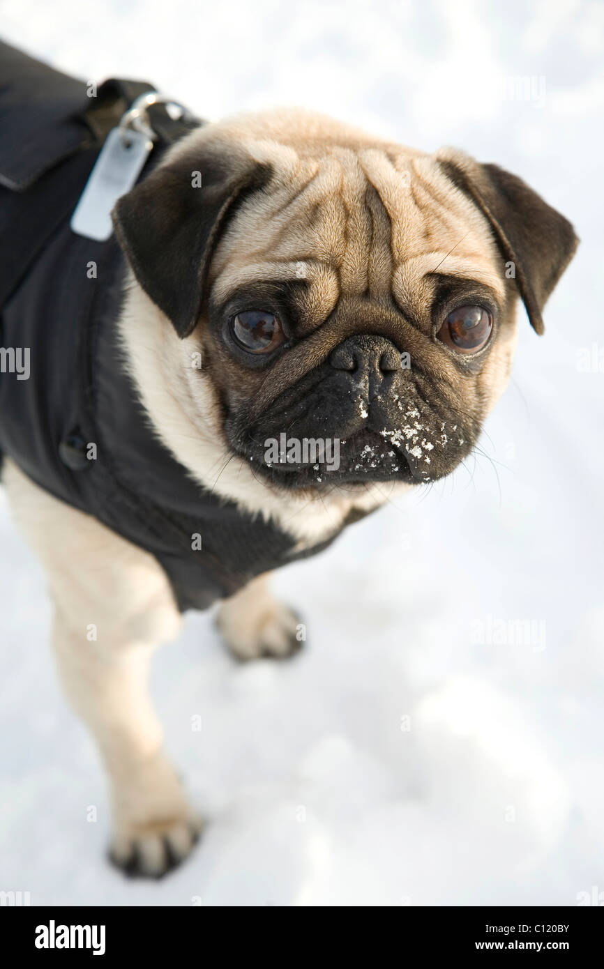A pug wearing a dog coat in snow Stock Photo Alamy