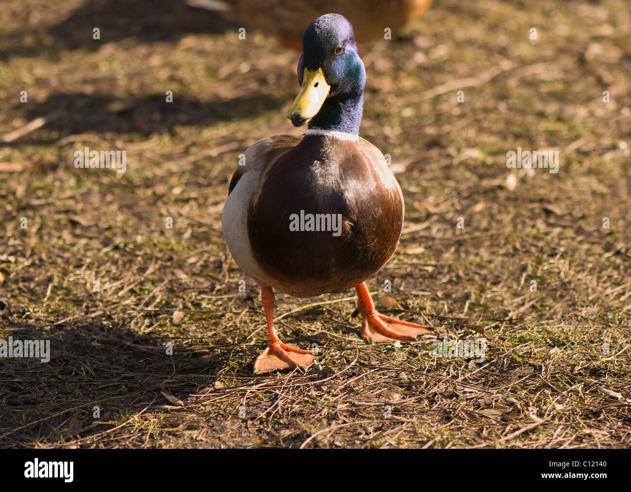 Mallard Anas platyrhynchos Stock Photo Alamy