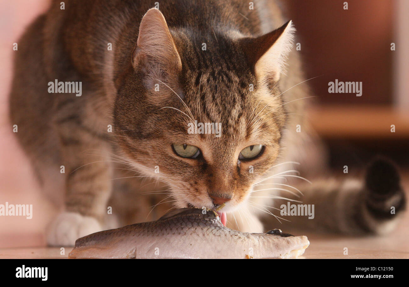 Heringe High Resolution Stock Photography and Images Alamy