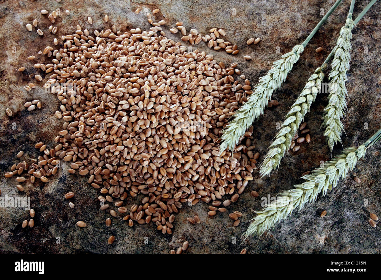 Wheat kernels (Triticum) with wheat ears on a stone slab Stock Photo
