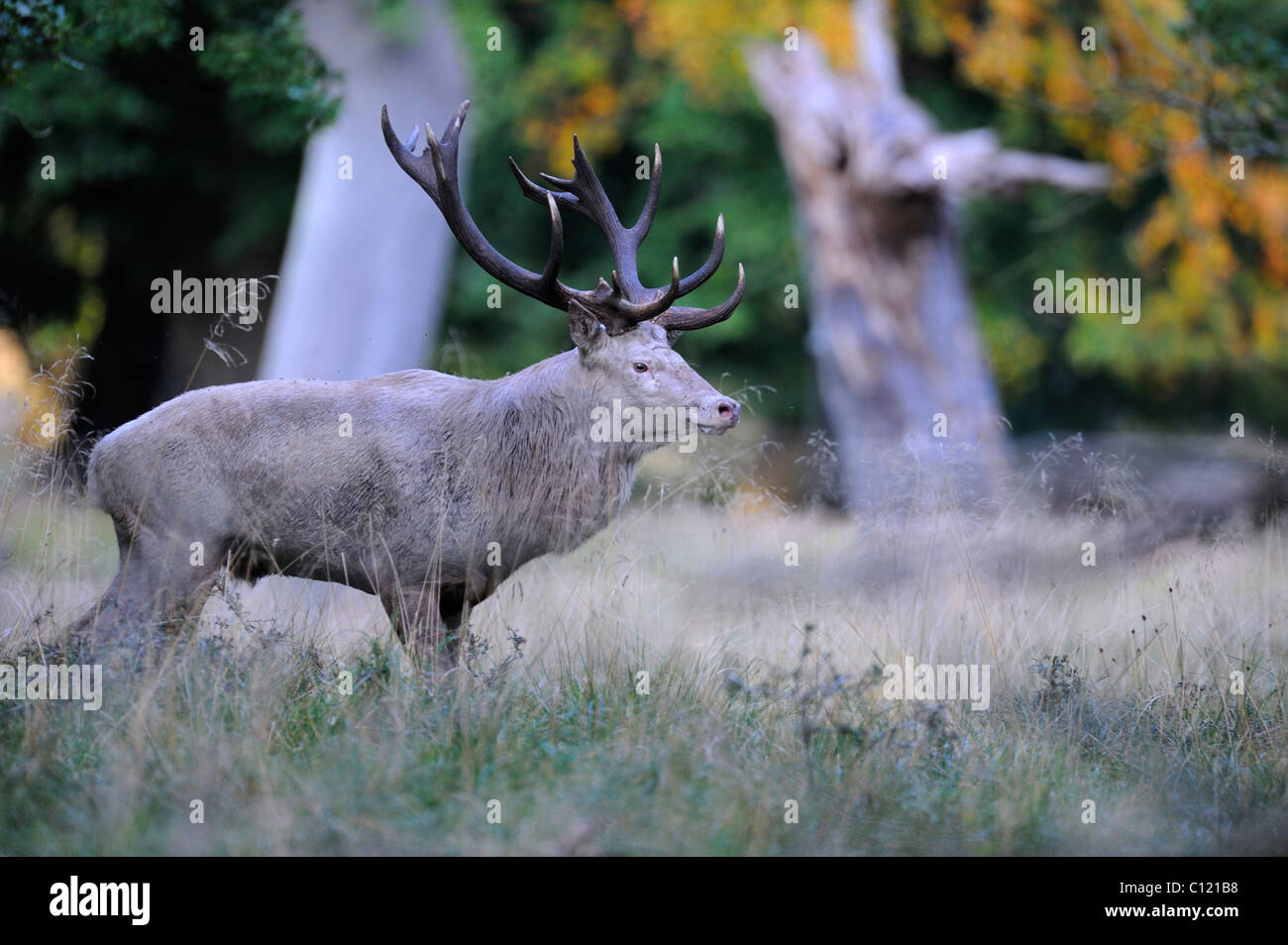 Red deer (Cervus elaphus), rutting stag, white, Jaegersborg, Denmark, Scandinavia, Europe Stock Photo