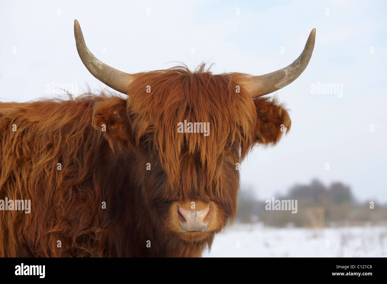 Heck cattle on a pasture in the snow, near Berlin, Germany, Europe Stock Photo