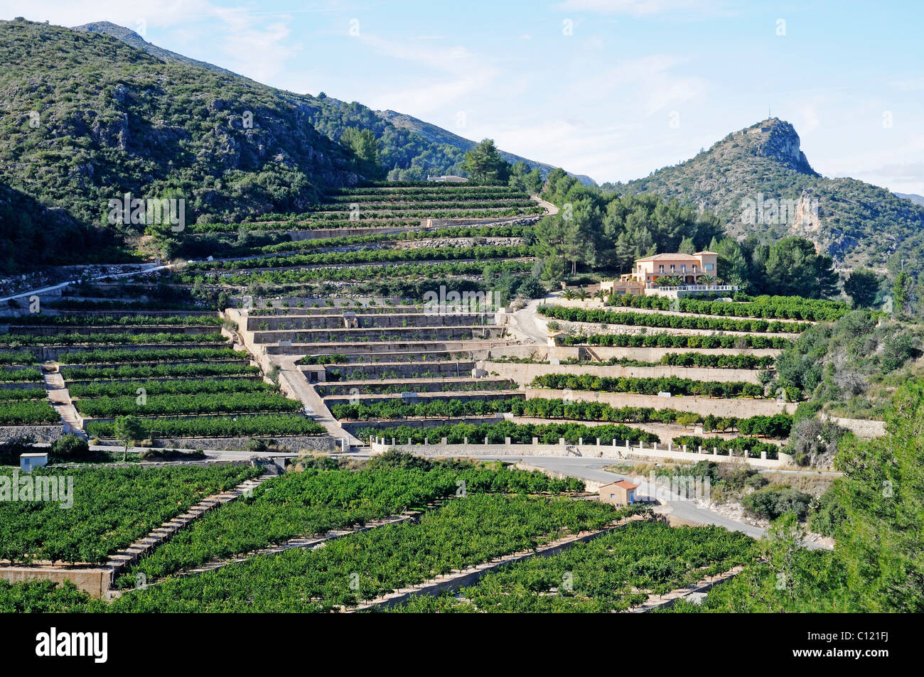 Orange orchard, terraced fields, mountains, Marina Alta area, Costa Blanca, Alicante province, Spain, Europe Stock Photo