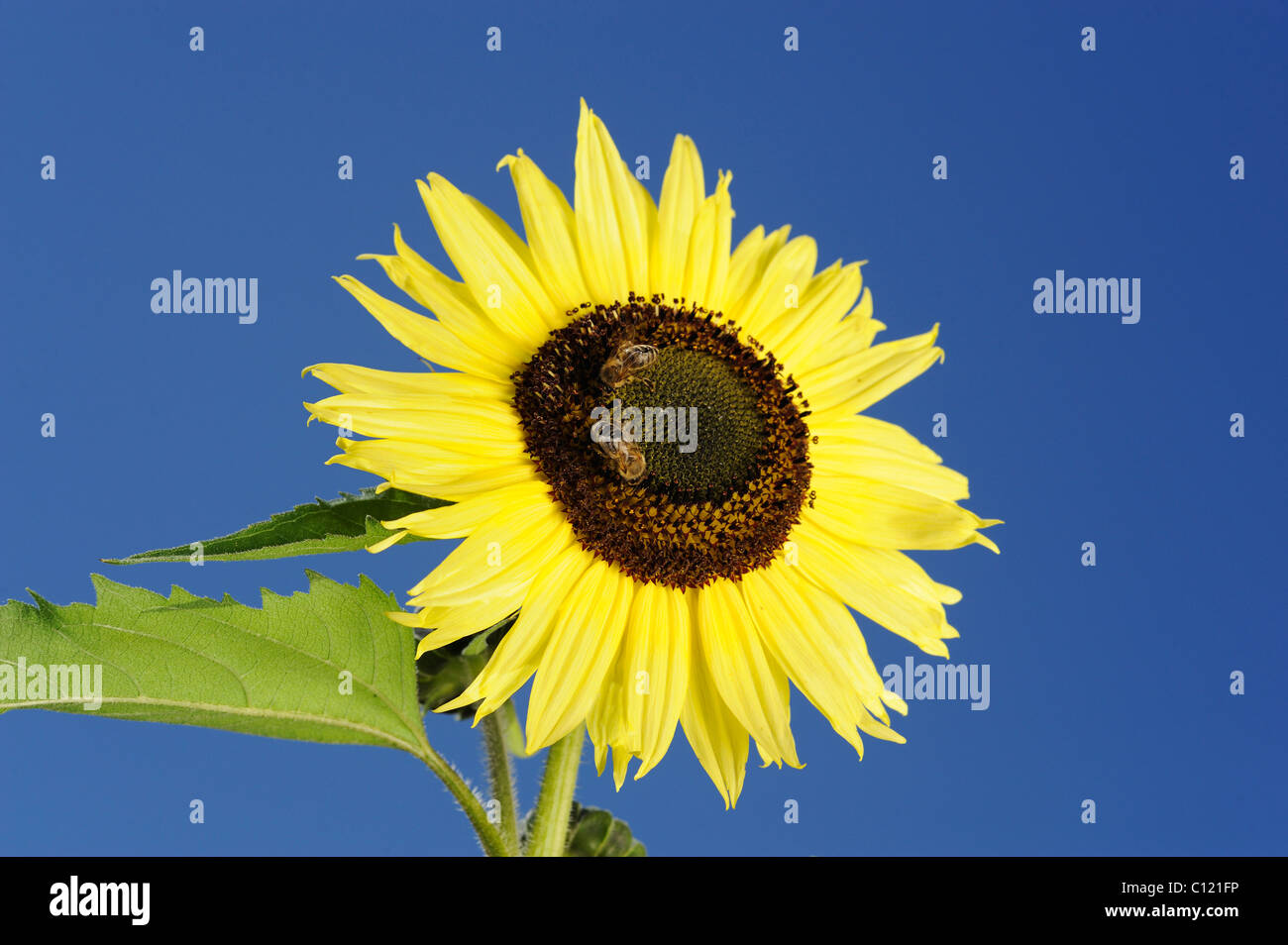 2 bees sitting on a sunflower Stock Photo