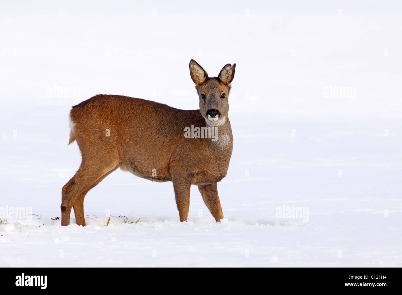 Roe deer in snow hi-res stock photography and images - Alamy