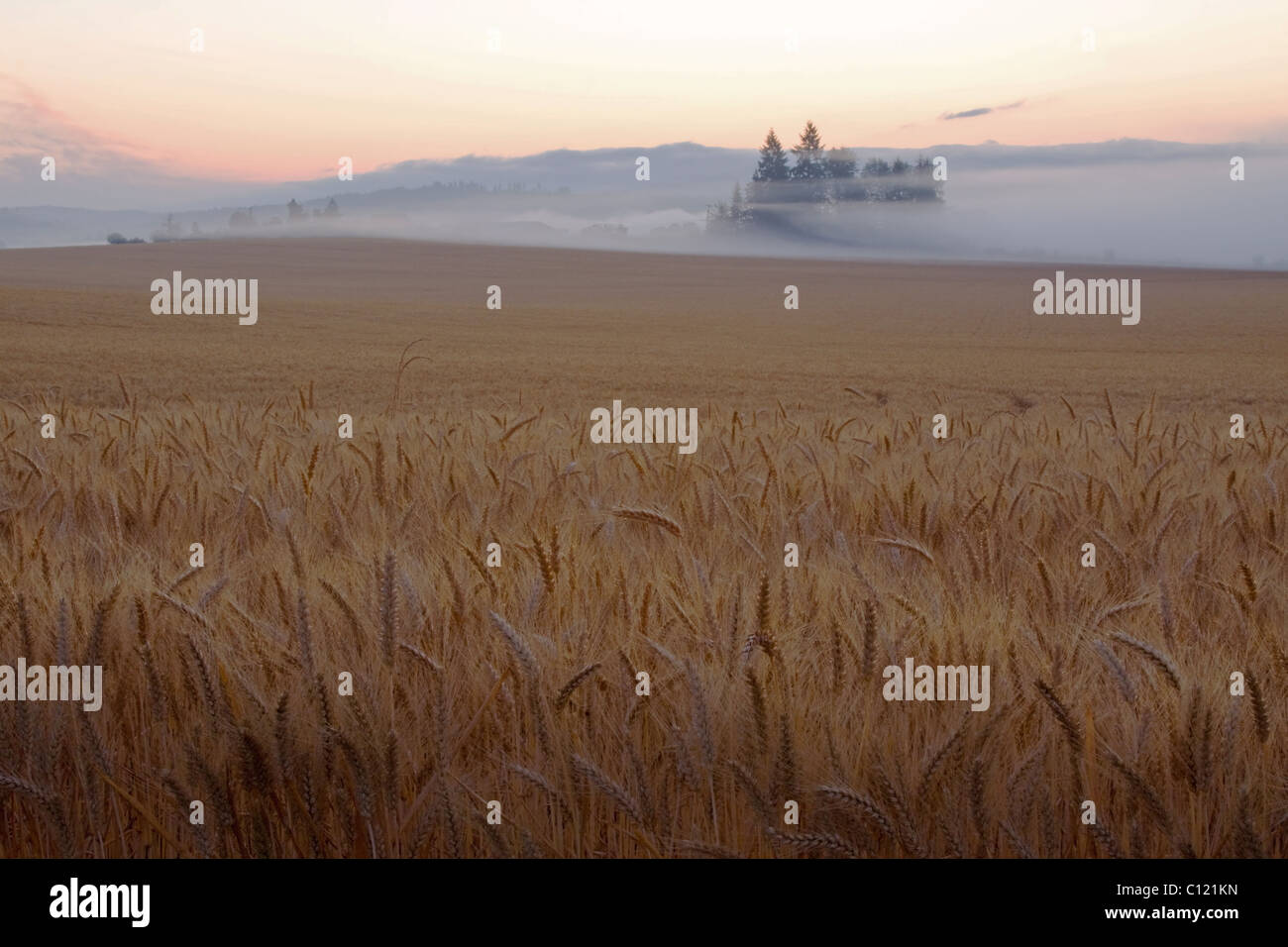 Willamette Valley sun rise behind wheat field Stock Photo