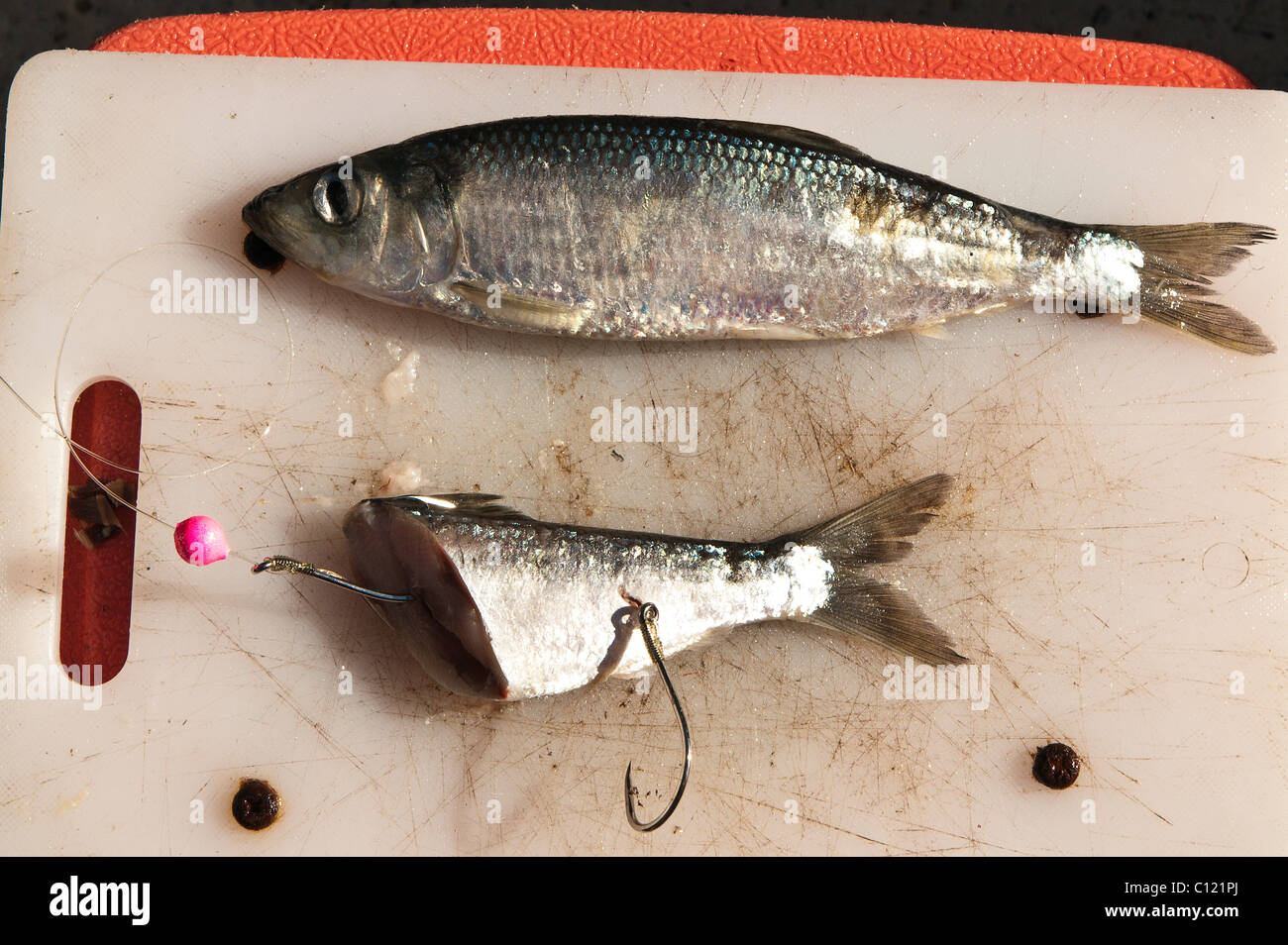 Cut bait fishing hi-res stock photography and images - Alamy