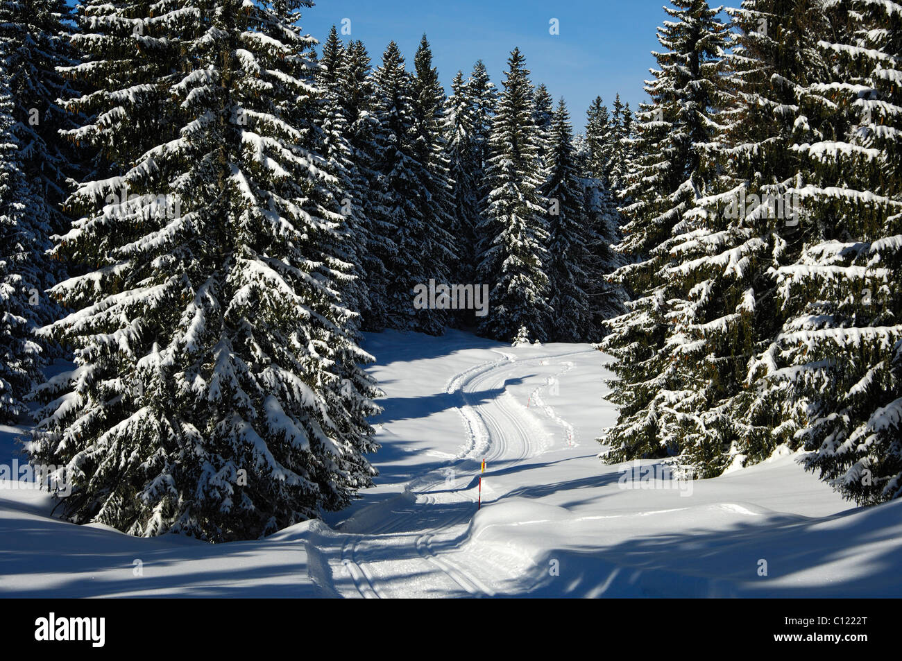 A deserted groomed crosscountry ski trail passing through a snowy pine