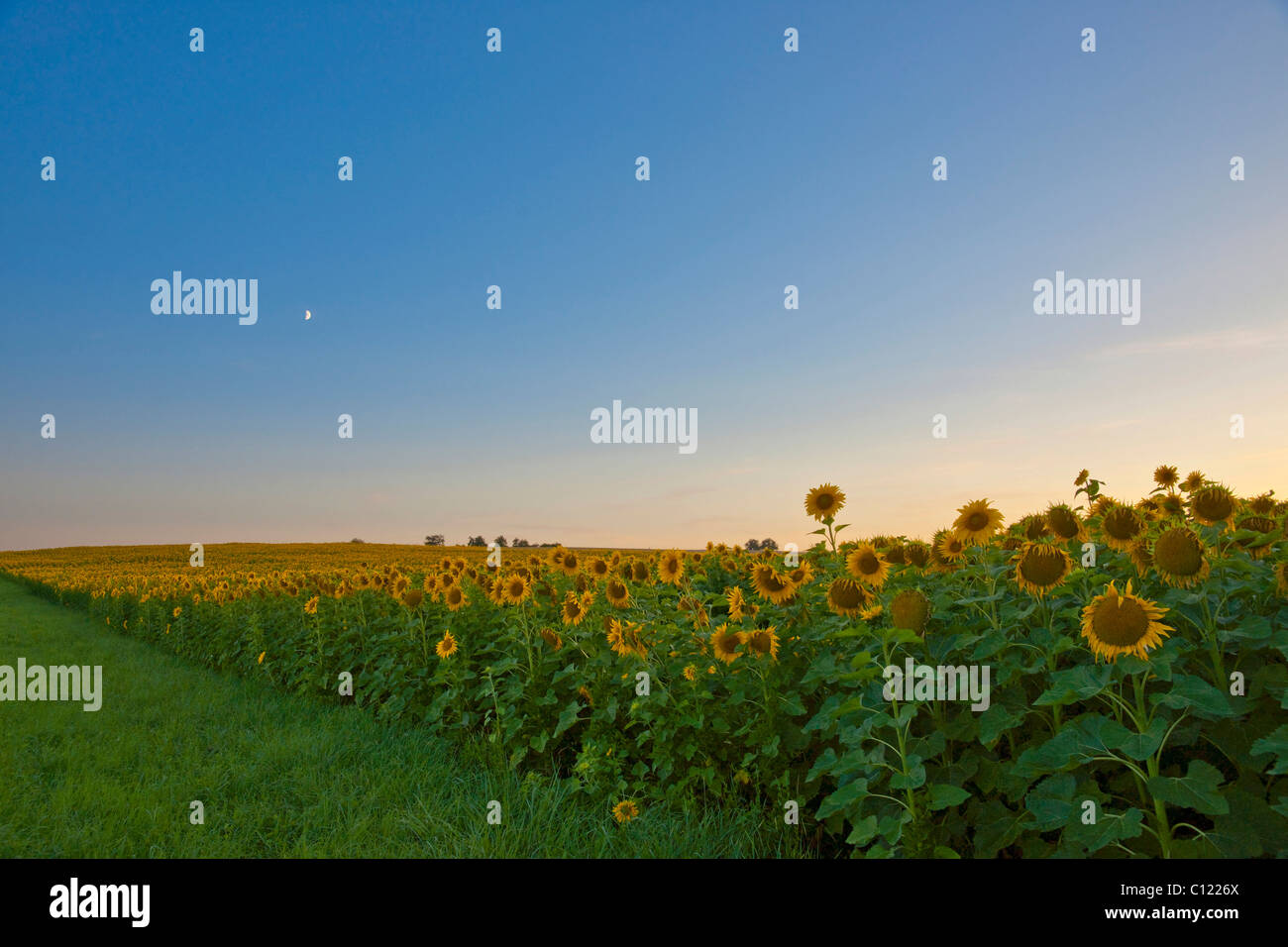 Moonrise over a sunflower field near Pforzheim, Baden-Wuerttemberg, Germany, Europe Stock Photo