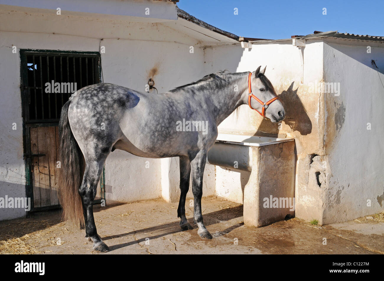 Horse, stables, horse riding, stud farm, Costa Blanca, Alicante