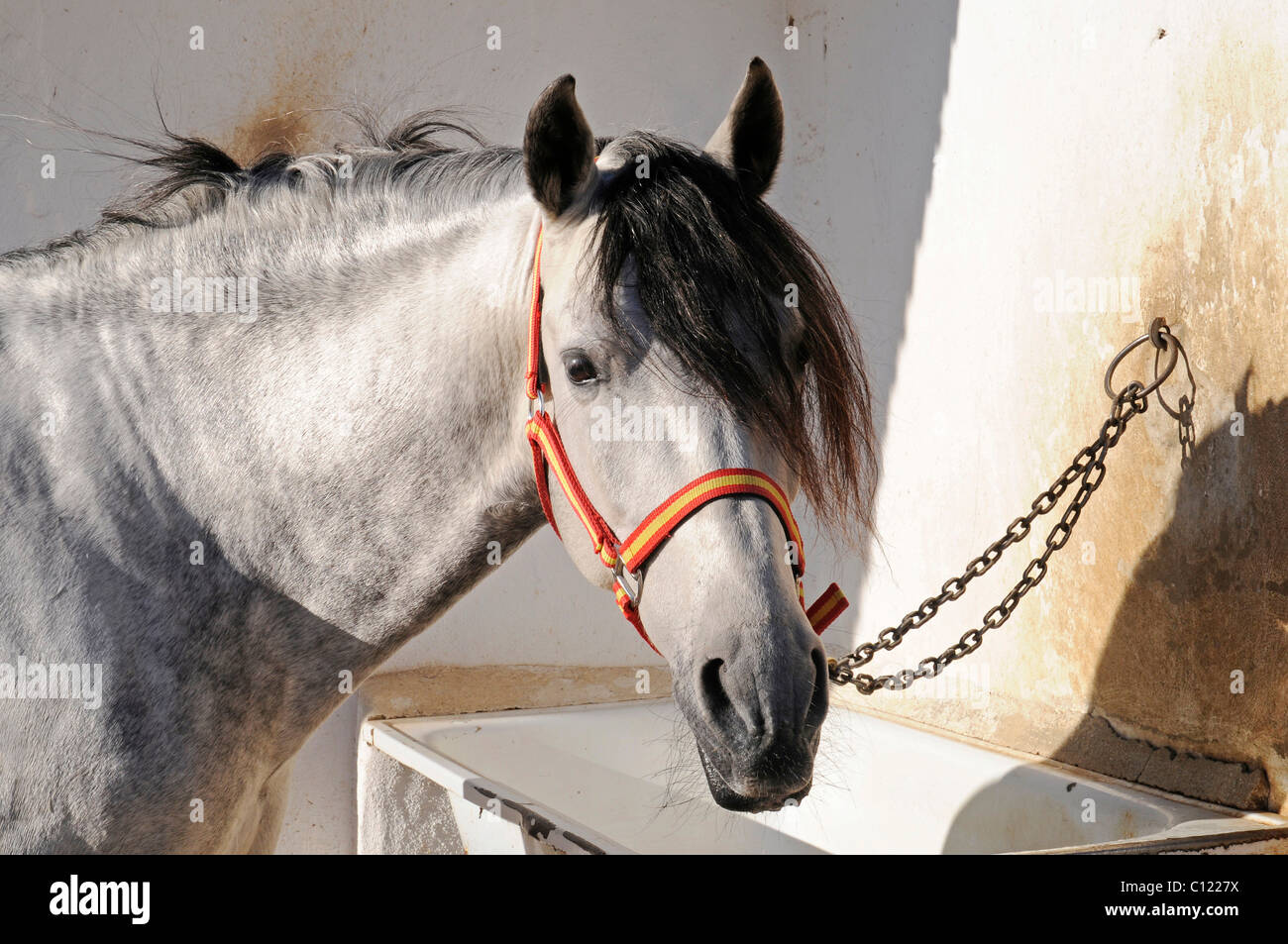Horse, stables, horse riding, stud farm, Costa Blanca, Alicante