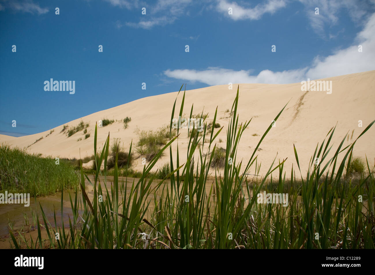 Sand dunes behind Ninety Mile Beach, New Zealand Stock Photo