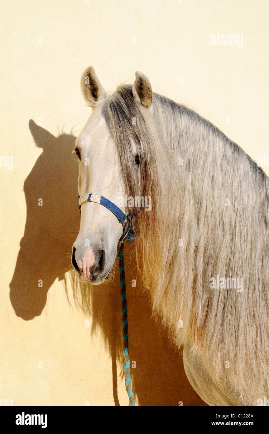 Horse, portrait, mane, horse stables, horse riding, stud farm, Costa