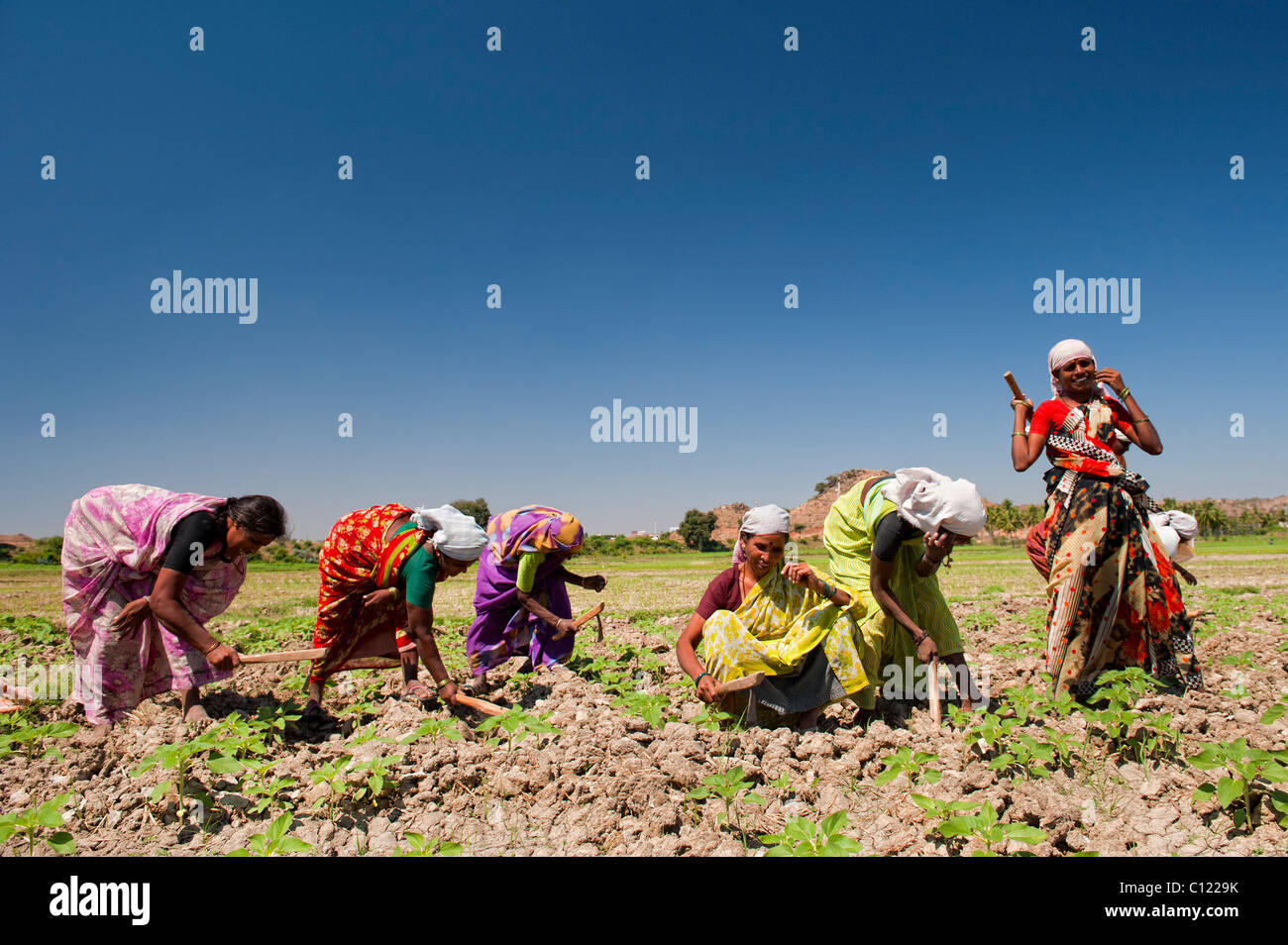 Indian women tilling and aerating the sunflower fields. Andhra Pradesh, India Stock Photo