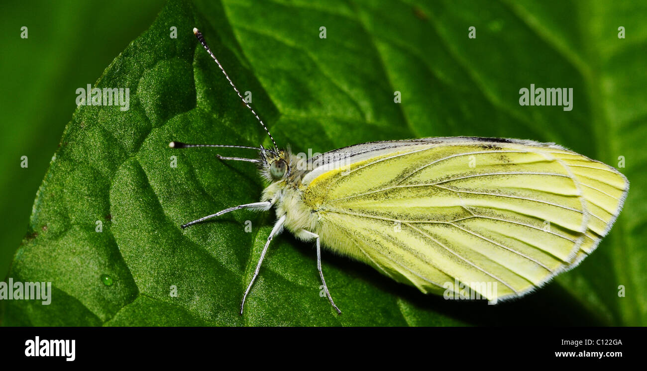 Butterfly compound eyes hires stock photography and images Alamy