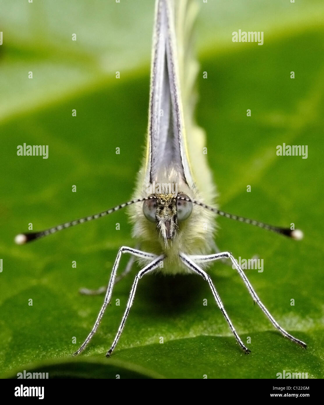 Butterfly compound eyes hires stock photography and images Alamy