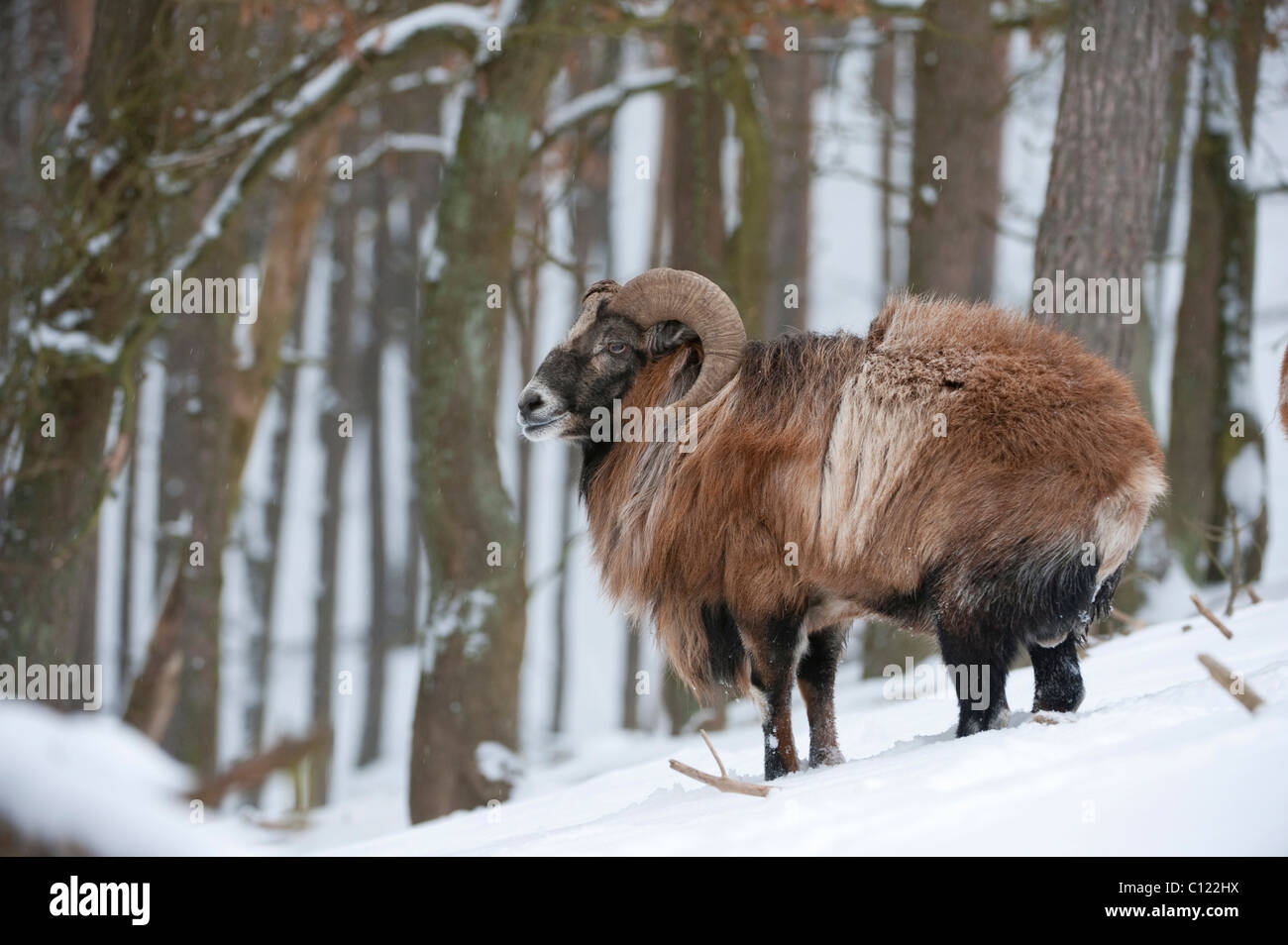Ram (Ovis) in winter Stock Photo - Alamy