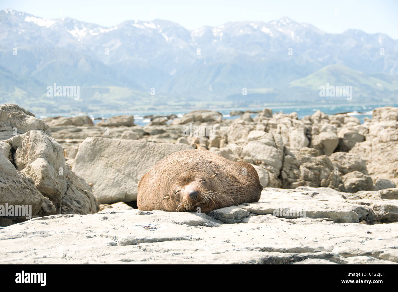 Southern Fur Seal, Kaikoura, New Zealand Stock Photo Alamy