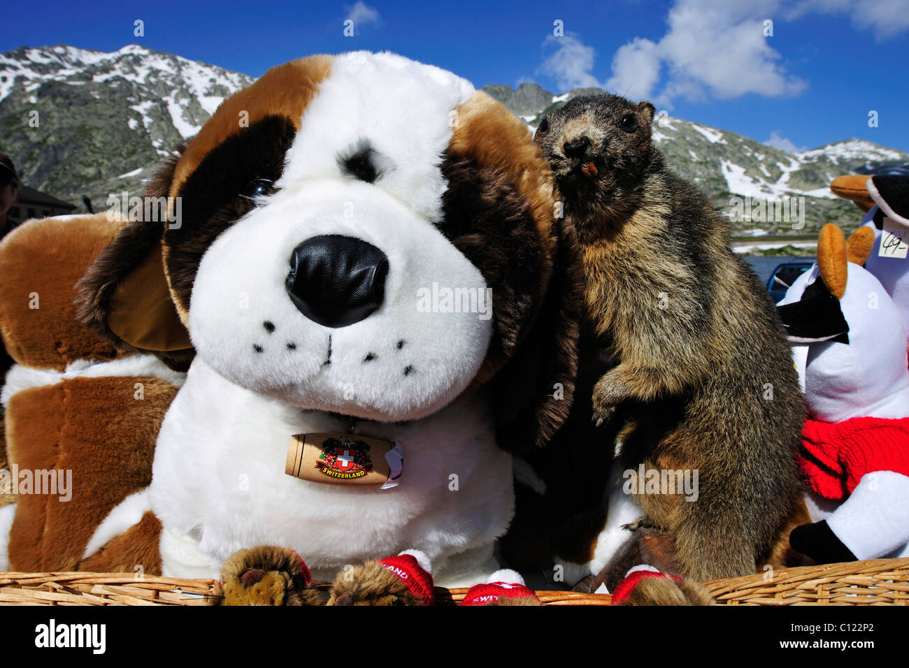 Plush St. Bernard dog and groundhog at the Gotthard Pass, Switzerland, Europe Stock Photo