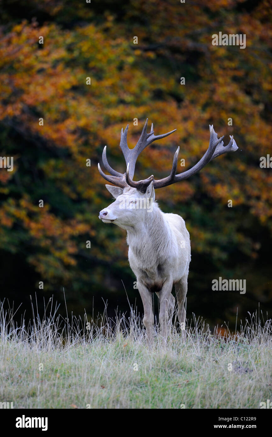 Red Deer (Cervus elaphus), white stag in autumn, Jaegersborg, Denmark, Scandinavia, Europe Stock Photo