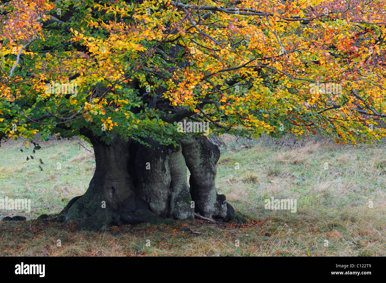 European Beech (Fagus sylvatica), autumn-colored ancient beech tree, Jaegersborg, Denmark, Scandinavia, Europe Stock Photo