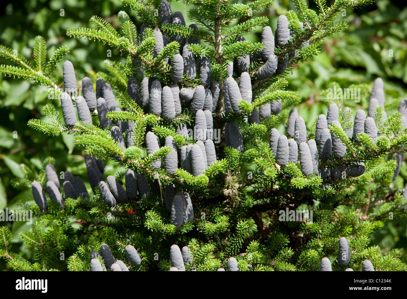 Korean fir (Abies koreana), tree with cones Stock Photo