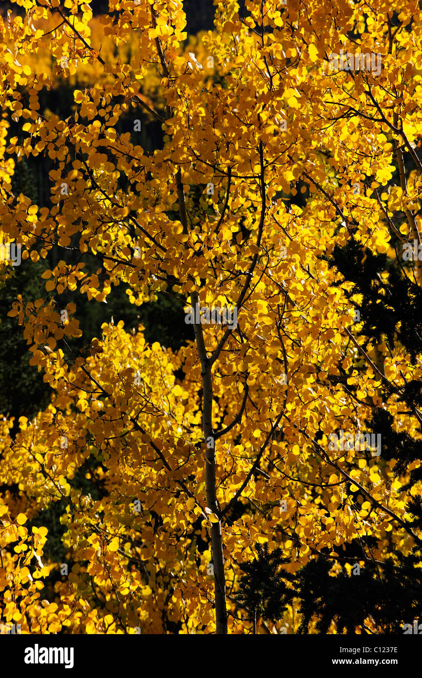 Autumn atmosphere with yellow aspen trees, Denali National Park, Alaska, USA Stock Photo