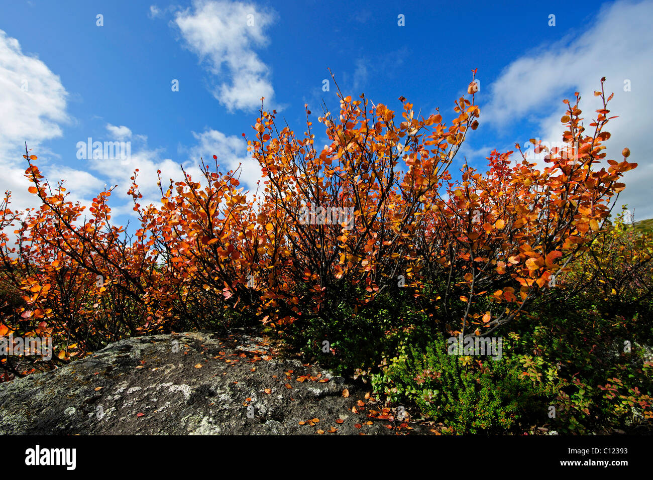 Bilberry (Vaccinium myrtillus) shrubs in autumn, Denali National Park, Alaska, USA Stock Photo