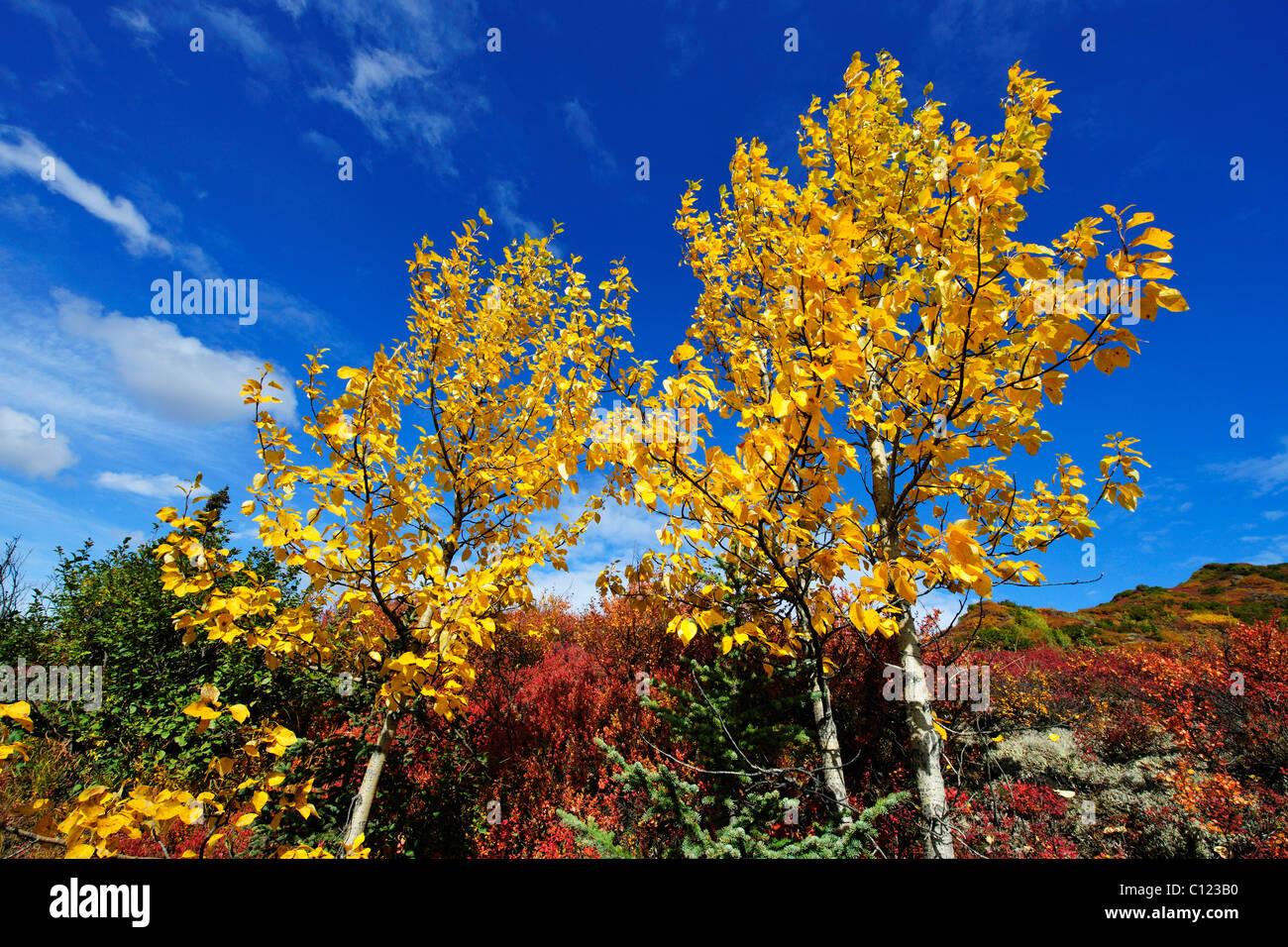 Aspen trees with autumn colours, Denali National Park, Alaska, USA 