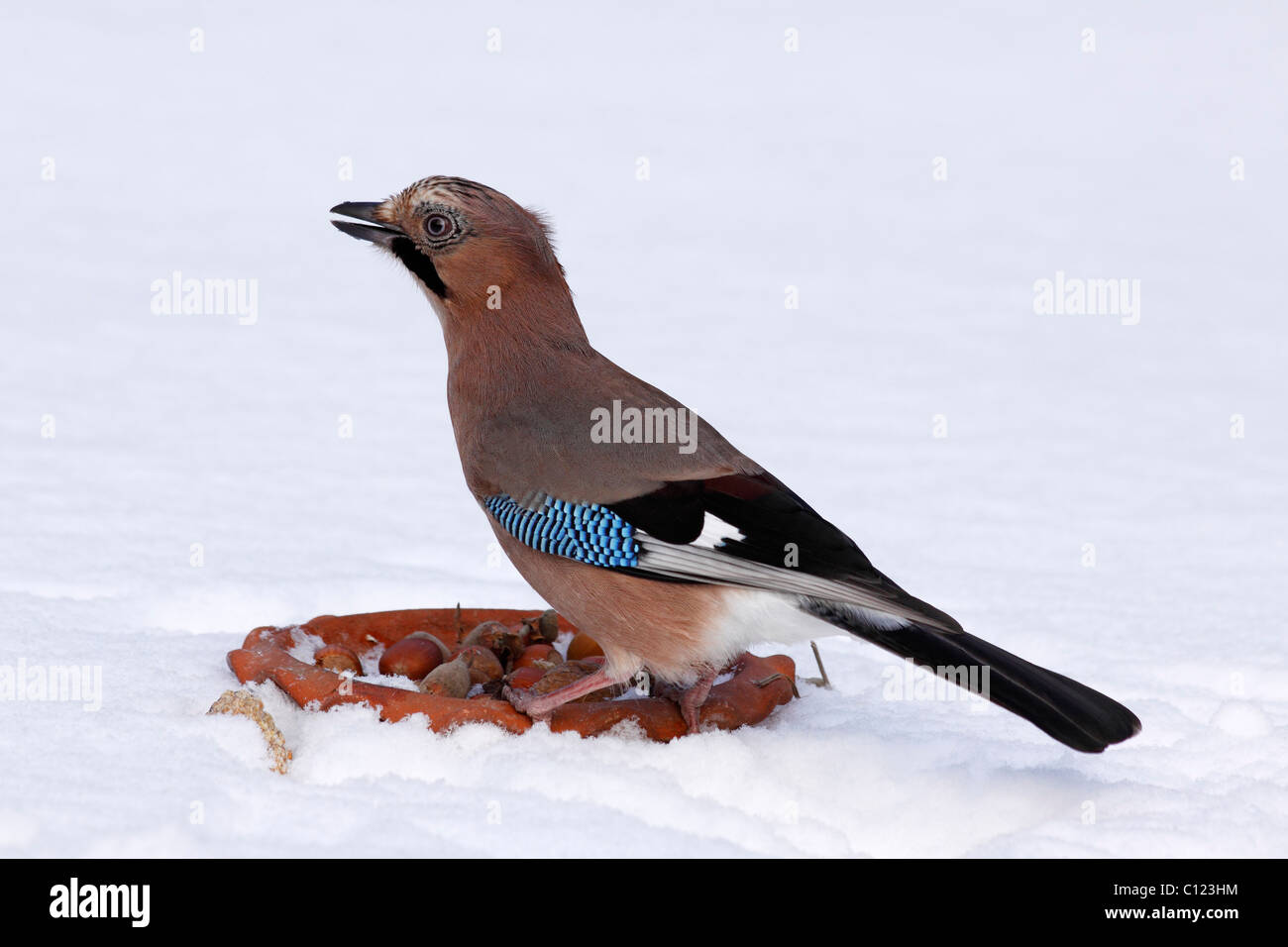 Jay, Jaybird (Garrulus glandarius) in winter in snow, bird feeding Stock Photo