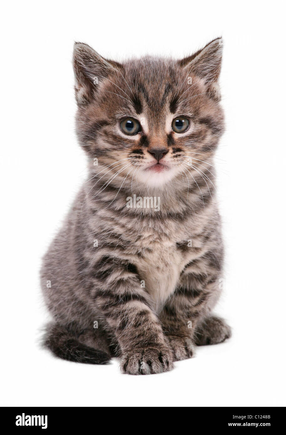 Kitten Stock Photo