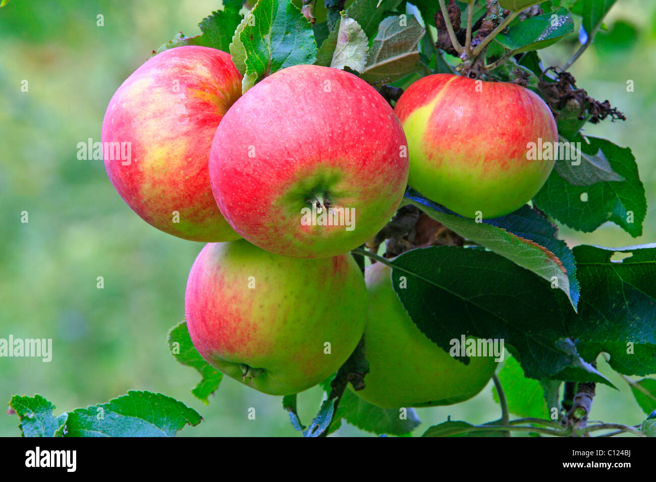 Red apples hanging from a tree Stock Photo