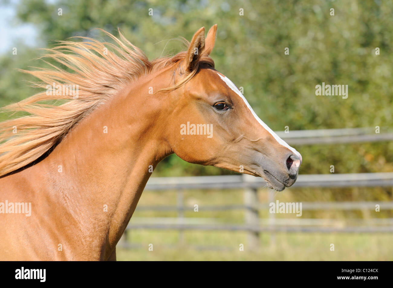 Arabian thoroughbred, filly, chestnut, portrait, head study Stock Photo
