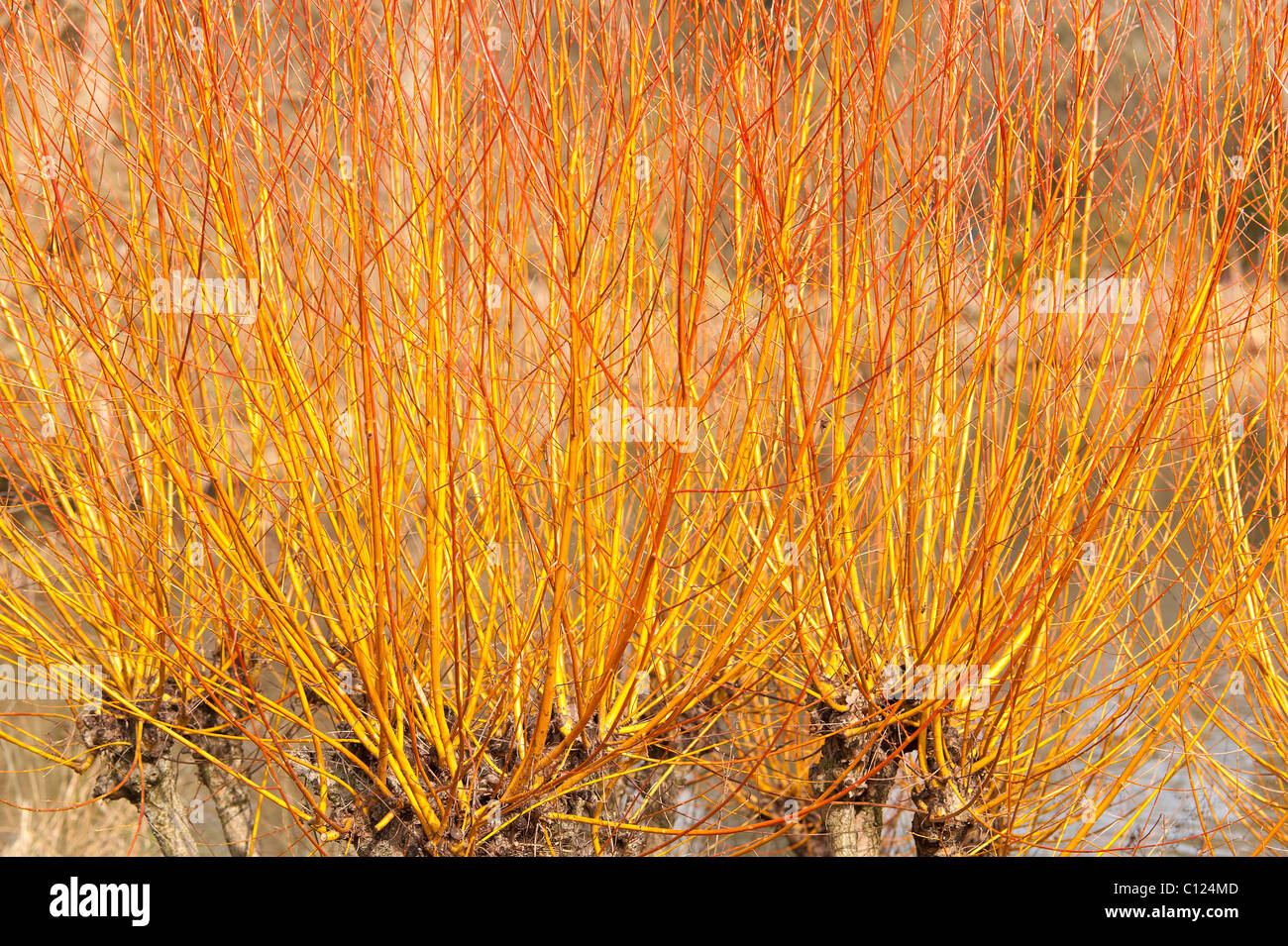 Salix alba var vitellina Yelverton Willow in spring sunshine Stock Photo