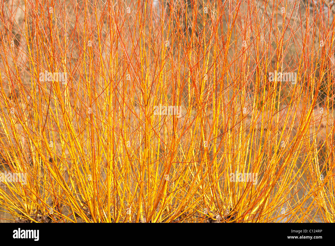 Salix alba var vitellina Yelverton Willow in spring sunshine Stock Photo