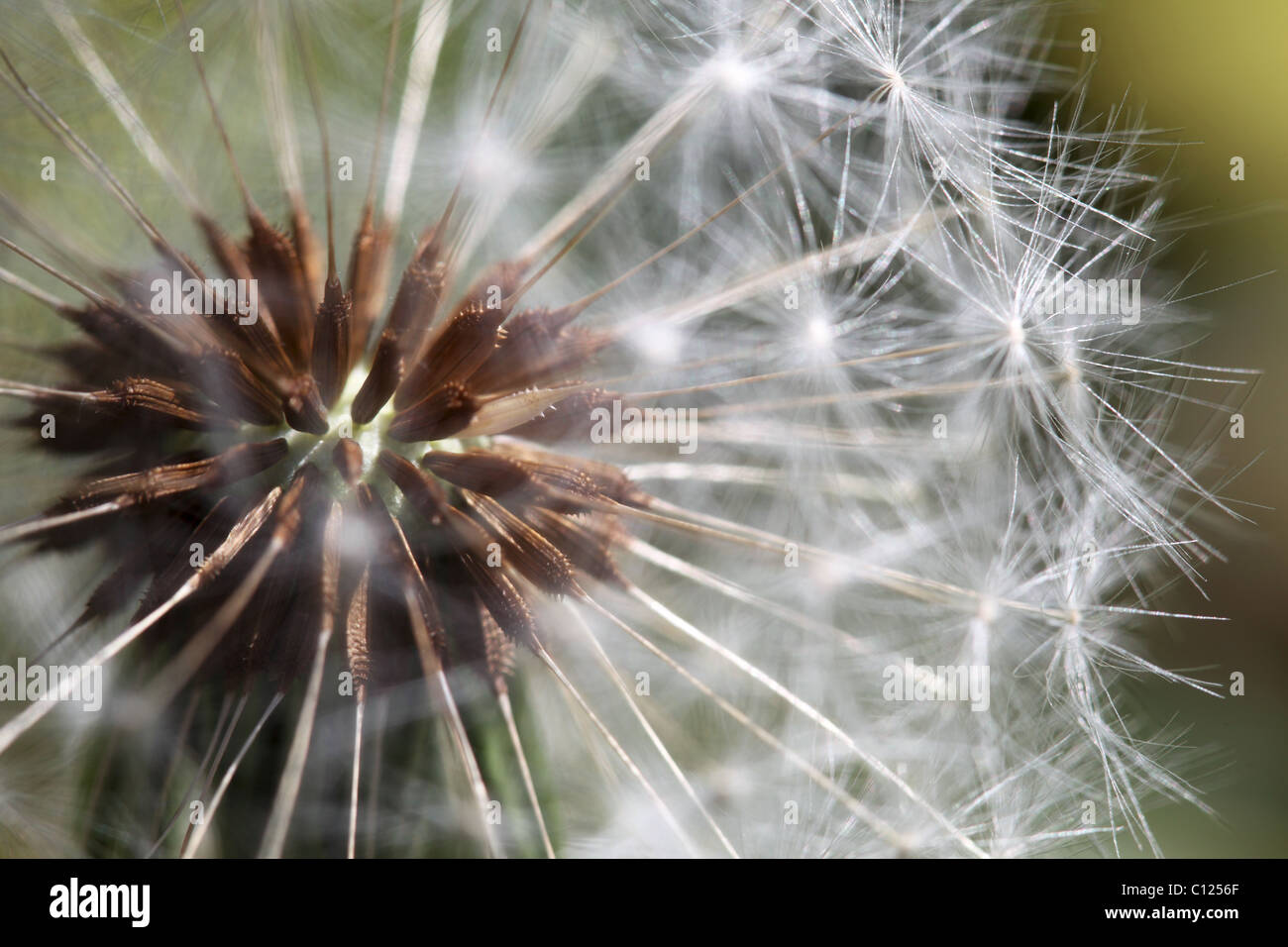dandelion head with seedlings Stock Photo