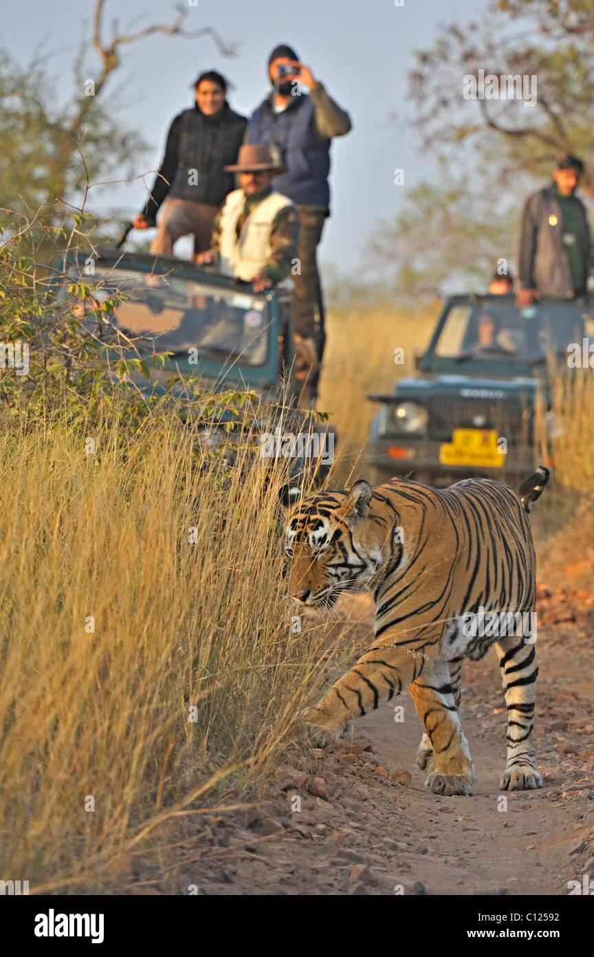 Tourist vehicles following a Tiger (Panthera tigris) on a tiger safari in Ranthambore tiger reserve, Rajasthan, India, Asia Stock Photo
