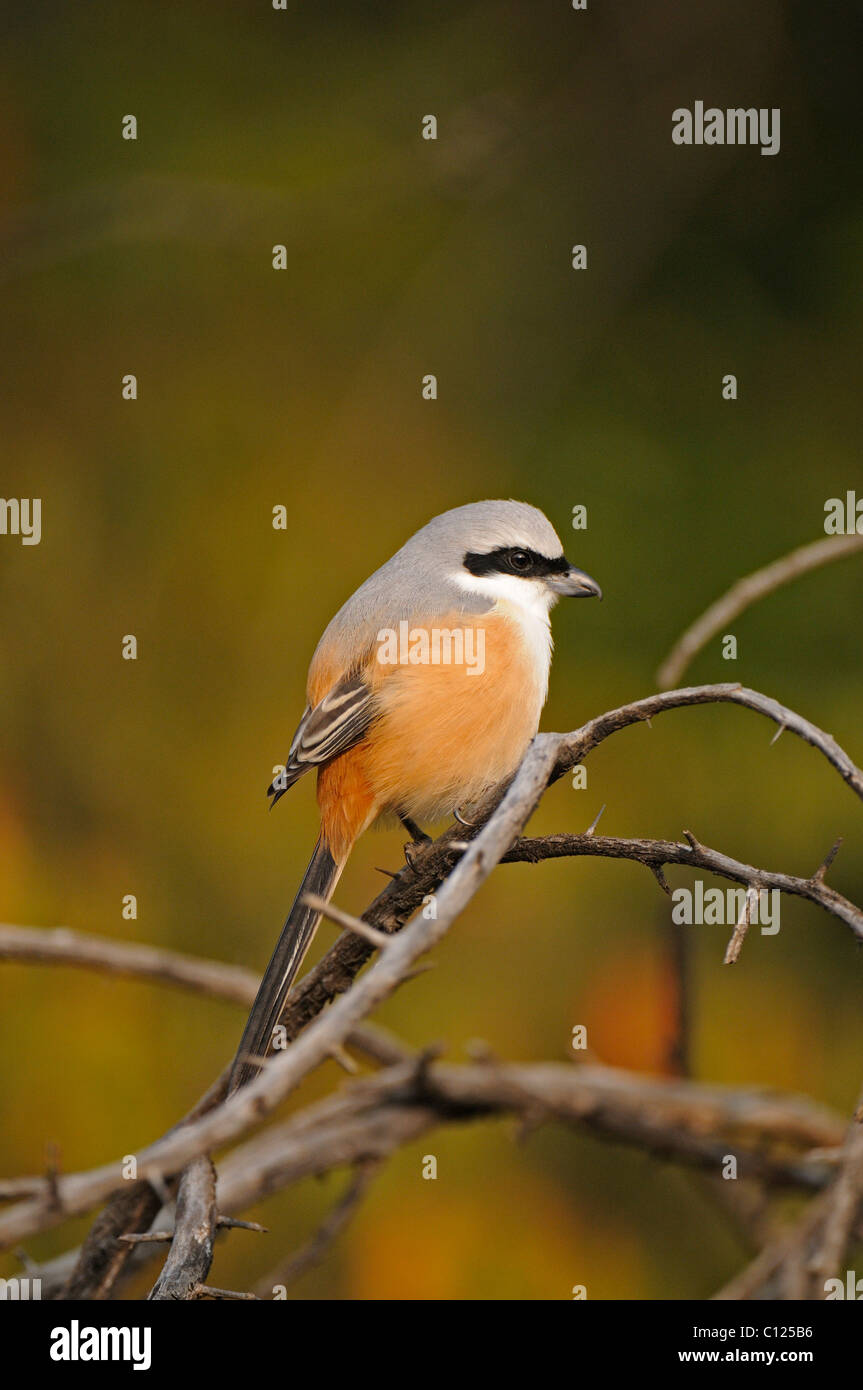 Long-tailed Shrike Lanius schach