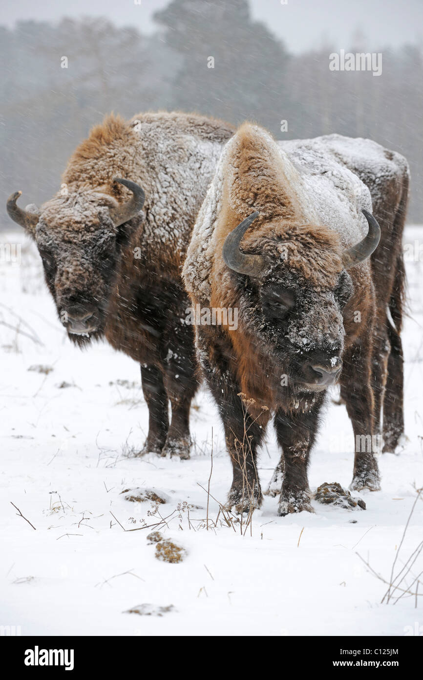 Bison in snowstorm hi-res stock photography and images - Alamy