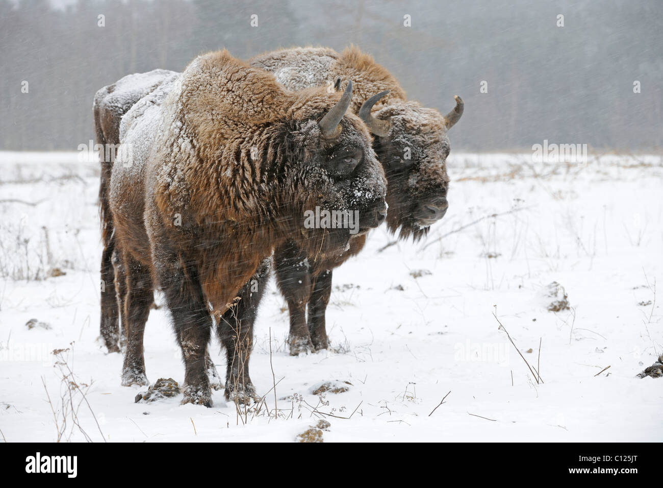 European bisons (Bison bonasus), in a heavy snowstorm Stock Photo - Alamy