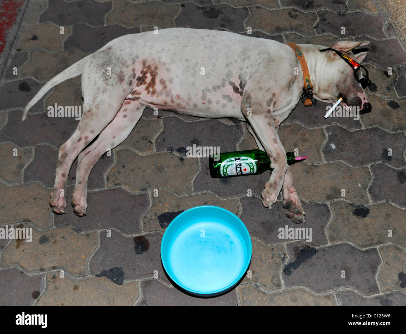 Dog sleeping, with cigarette and beer bottle Stock Photo