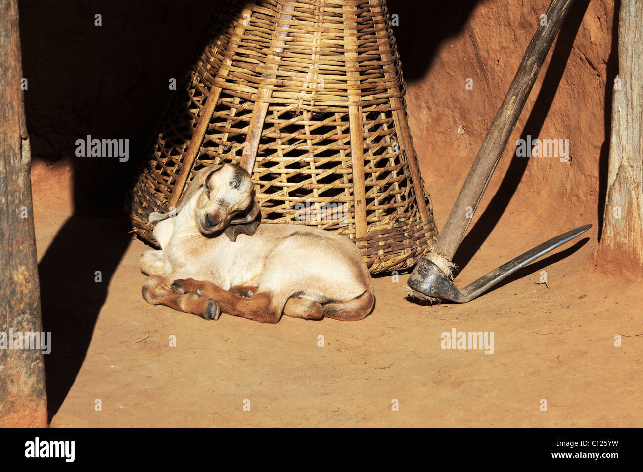 Animals in the Himalaya Nepal Stock Photo