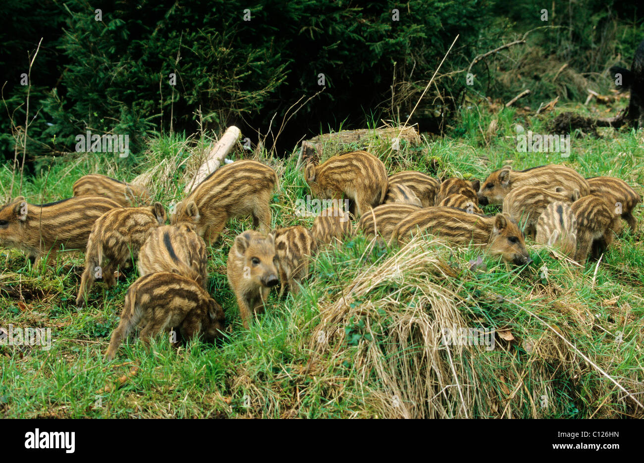 3-weeks old Wild Boars (Sus scrofa), piglets, Allgaeu, Bavaria, Germany, Europe Stock Photo